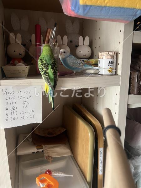 迷い鳥の写真