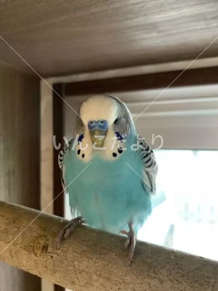 保護鳥の写真