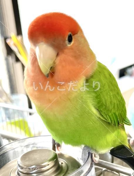 迷い鳥の写真