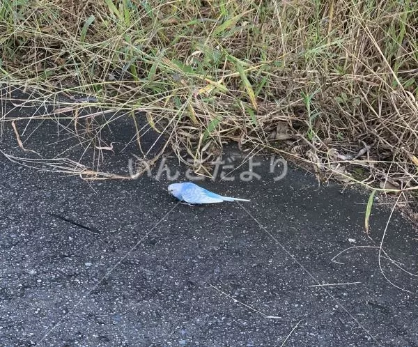 迷い鳥の写真