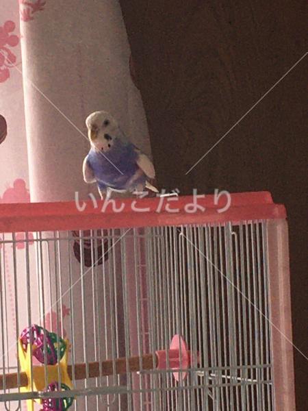 迷い鳥の写真