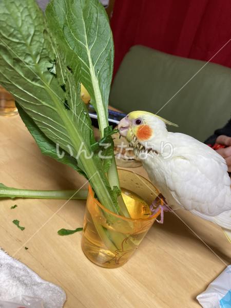 迷い鳥の写真
