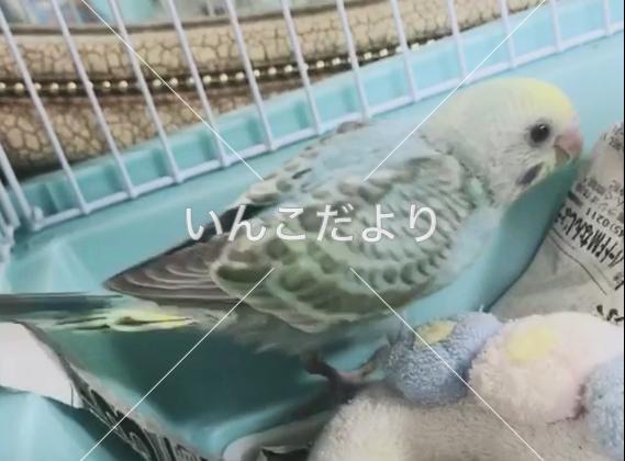 迷い鳥の写真