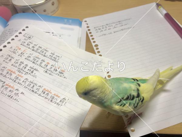 迷い鳥の写真