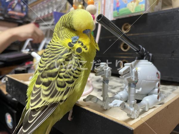 迷い鳥の写真