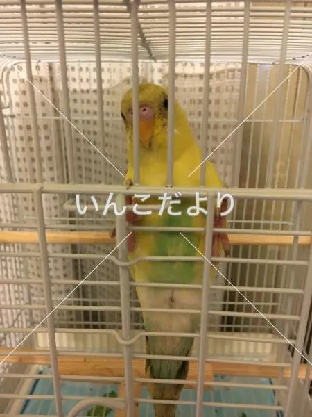 保護鳥の写真
