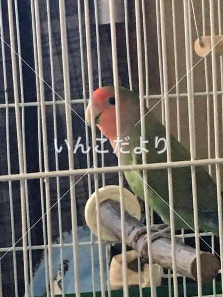 迷い鳥の写真