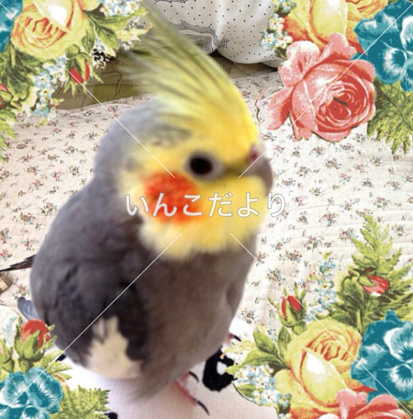 迷い鳥の写真