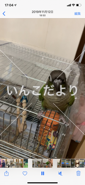 迷い鳥の写真