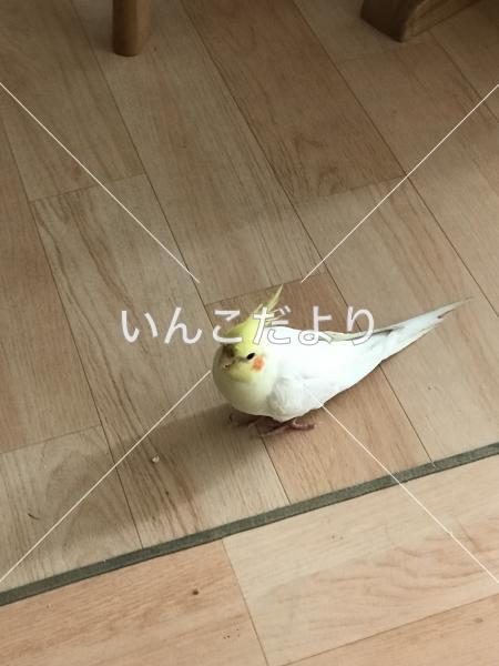 迷い鳥の写真