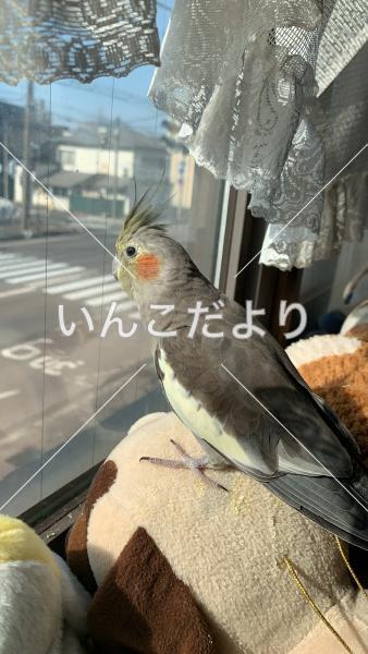 迷い鳥の写真