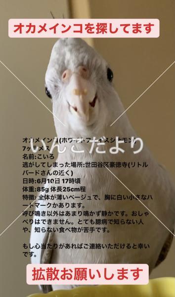 迷い鳥の写真