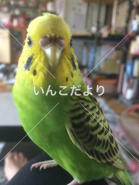 迷い鳥の写真