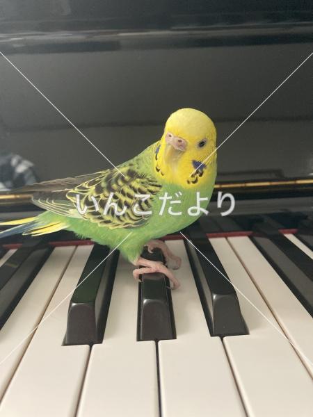 迷い鳥の写真