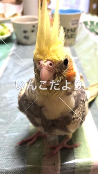 迷い鳥の写真