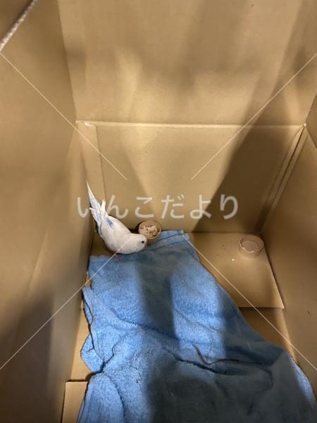保護鳥の写真