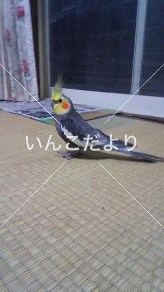 迷い鳥の写真