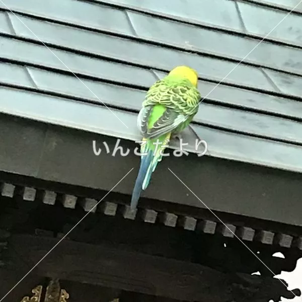 保護鳥の写真