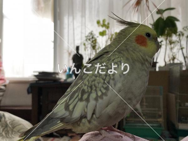 迷い鳥の写真