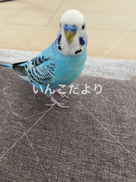 迷い鳥の写真
