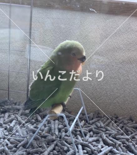 迷い鳥の写真