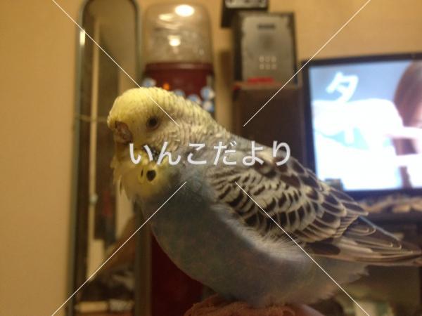 迷い鳥の写真