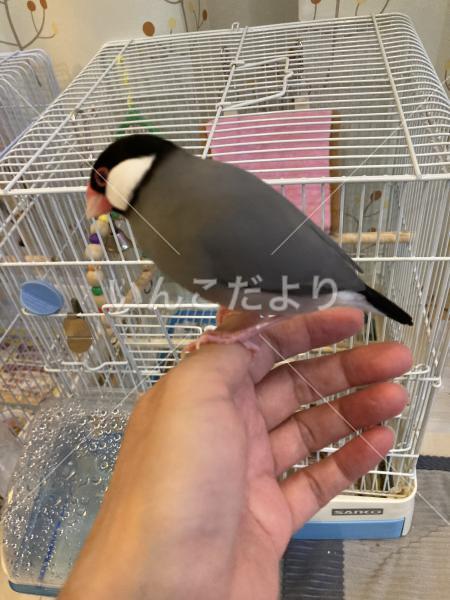 迷い鳥の写真