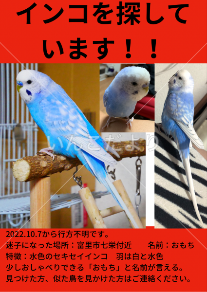 迷い鳥の写真