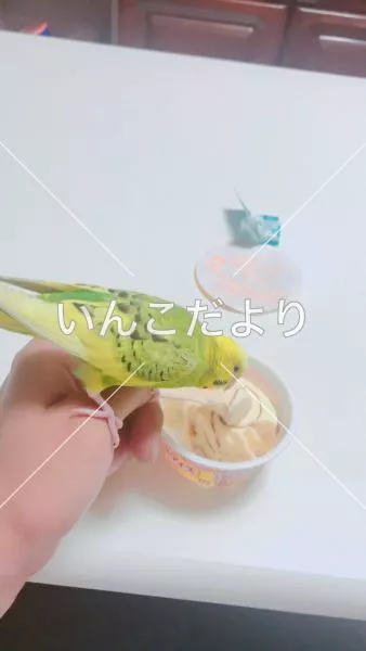 迷い鳥の写真