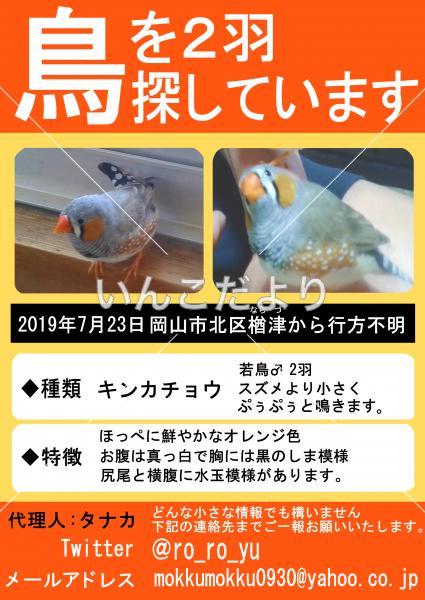 迷い鳥の写真