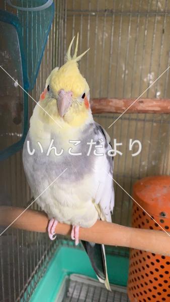 迷い鳥の写真