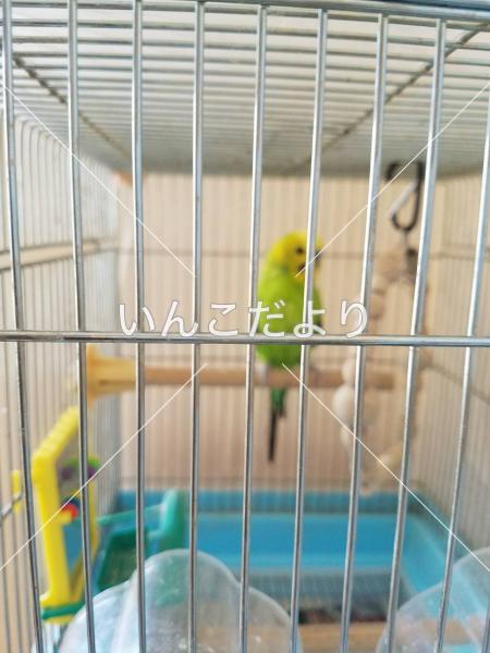 迷い鳥の写真