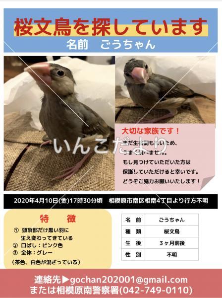 迷い鳥の写真