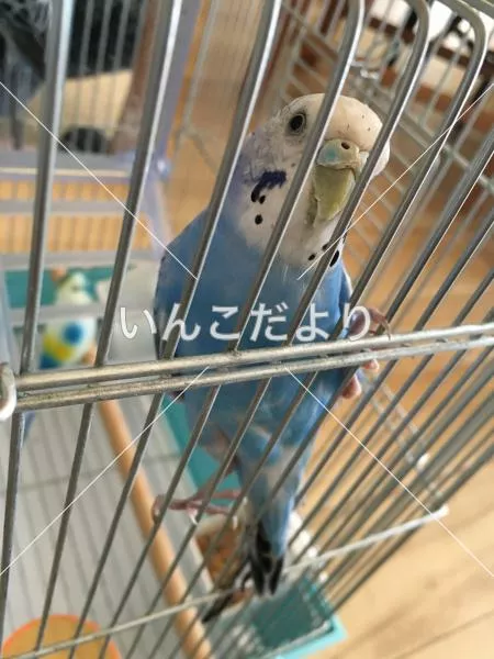 保護鳥の写真