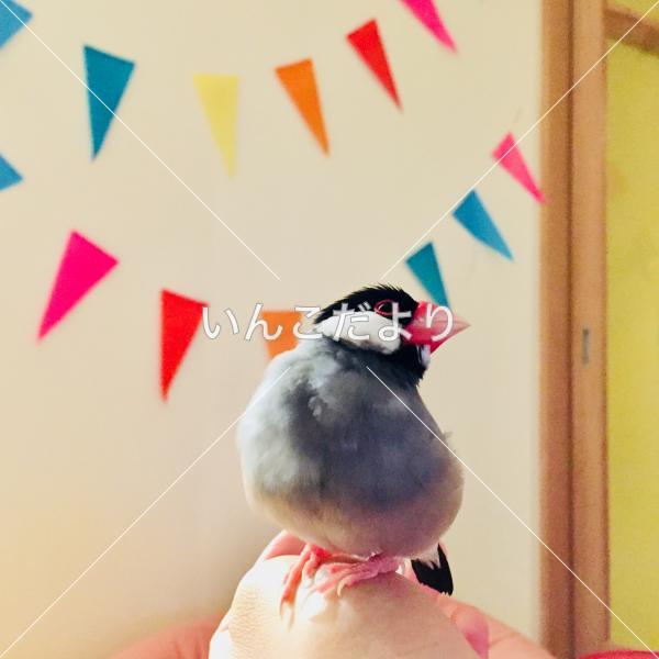 迷い鳥の写真