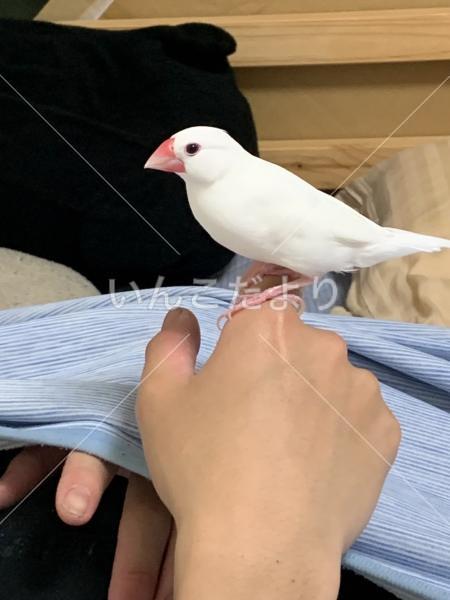 迷い鳥の写真