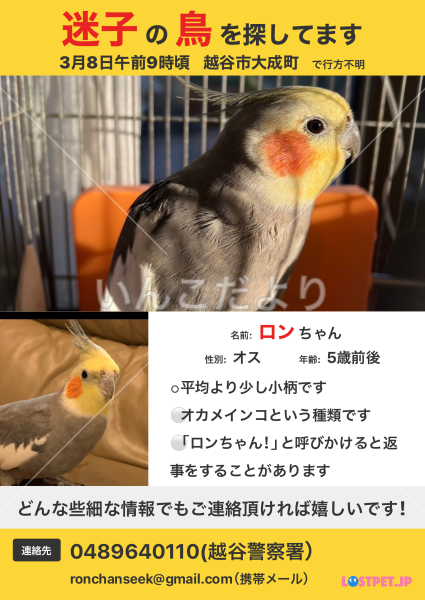 迷い鳥の写真