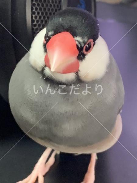 迷い鳥の写真