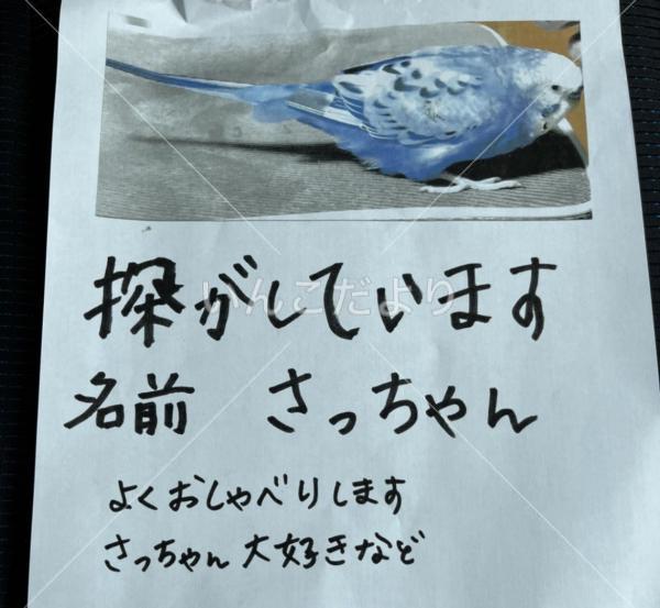 迷い鳥の写真