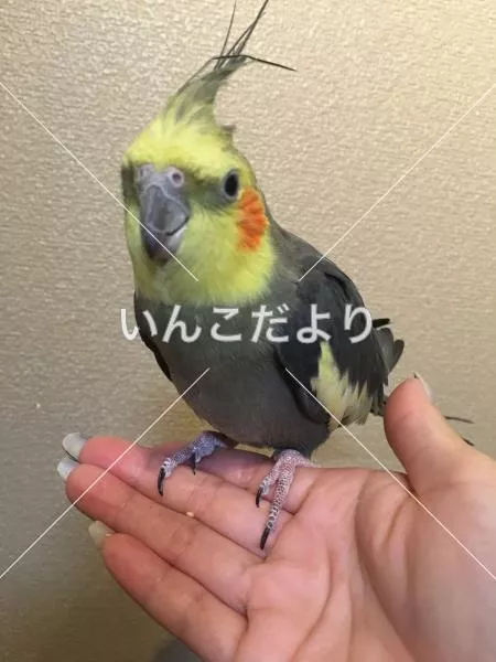 保護鳥の写真