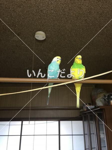 迷い鳥の写真