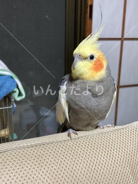 迷い鳥の写真