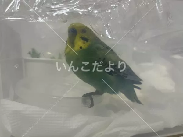 保護鳥の写真