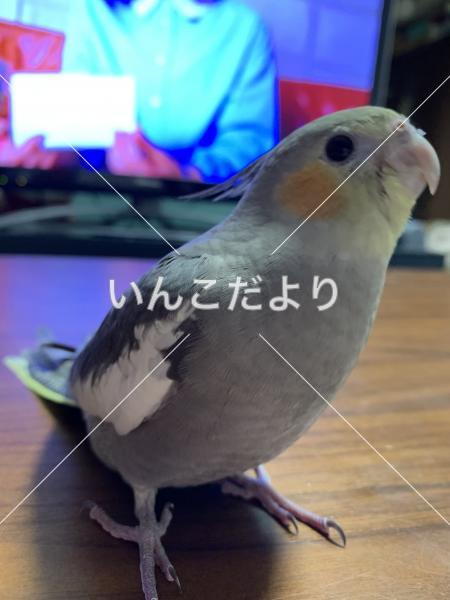 迷い鳥の写真
