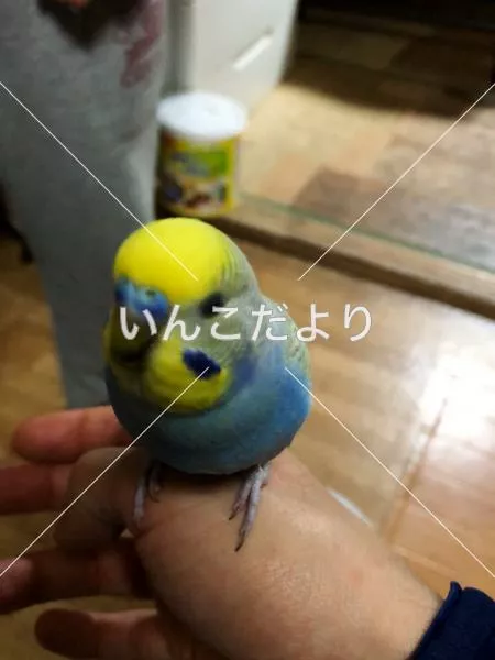 保護鳥の写真
