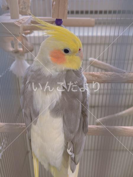 迷い鳥の写真