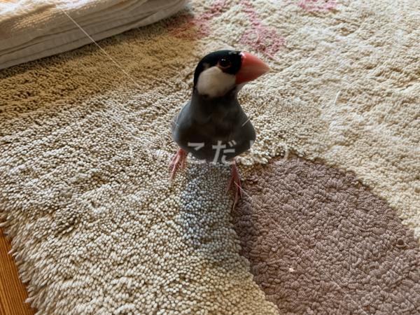 迷い鳥の写真