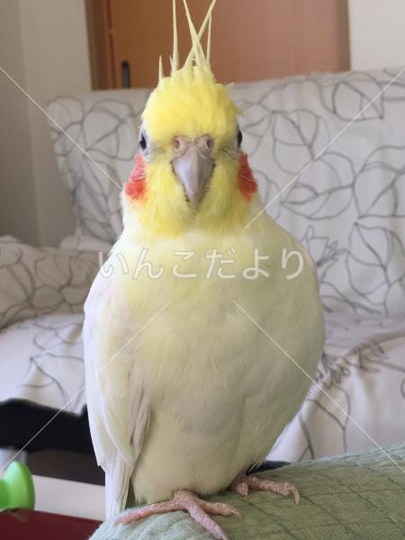 迷い鳥の写真
