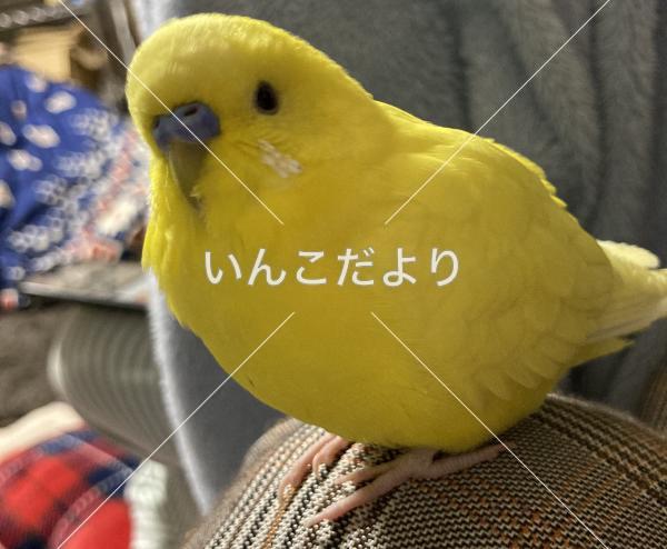 迷い鳥の写真