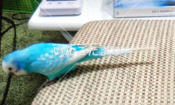 迷い鳥の写真